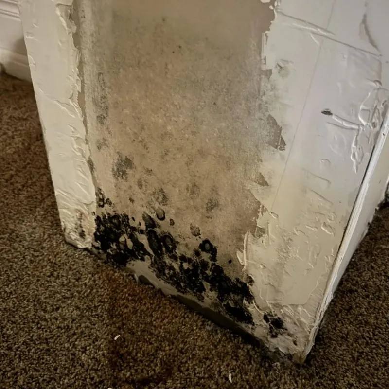 Professional Mold Removal in Castle Pines, CO